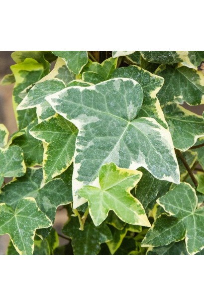 Hedera helix Goldchild 